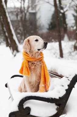 Sarı eşarp takmış, karda oturan sevimli Golden Retriever köpeği. Güneşli hava, parkta kış. Hayvan bakımı, refah ve yürüyüş konsepti.