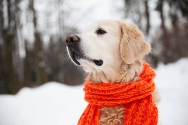 Kar üzerinde oturan kırmızı eşarp takan sevimli Golden Retriever köpeği. Soğuk hava, parkta kış. Hayvan bakımı ve refah konsepti.