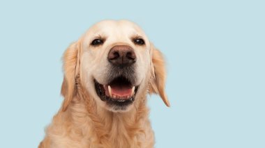 Harika golden retriever köpeği mavi arka planda fotokopi alanı ile
