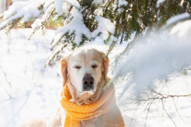 Sarı eşarp takmış, karda oturan sevimli Golden Retriever köpeği. Güneşli hava, parkta kış. Hayvan bakımı konsepti.
