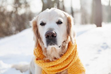 Güneş ışığında golden retriever köpeği. Arka planda karlı bir sahne var.