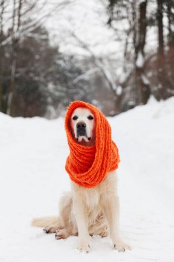 Kar üzerinde oturan kırmızı eşarp takan sevimli Golden Retriever köpeği. Soğuk hava, parkta kış. Hayvan bakımı ve refah konsepti.