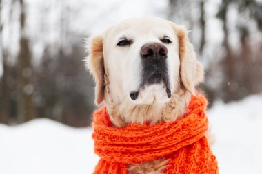 Kar üzerinde oturan kırmızı eşarp takan sevimli Golden Retriever köpeği. Soğuk hava, parkta kış. Hayvan bakımı ve refah konsepti.