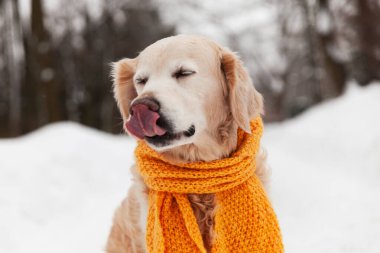 Eşarplı golden retriever köpeği karlı parkta burun yalıyor, yakın çekim