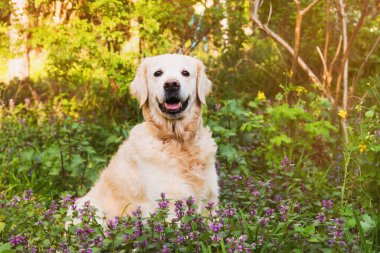 Çiçekleri açan Golden Retriever Köpeği