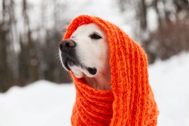 Kar üzerinde oturan kırmızı eşarp takan sevimli Golden Retriever köpeği. Soğuk hava, parkta kış. Hayvan bakımı ve refah konsepti.