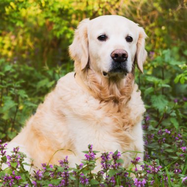 Bahçesinde mor çiçekler, arka planında çalılar olan golden retriever köpeği.