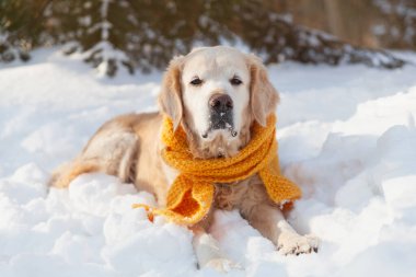 Sarı eşarp takmış, karda oturan sevimli Golden Retriever köpeği. Güneşli hava, parkta kış. Hayvan bakımı konsepti.