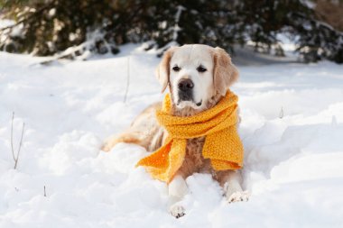 Sarı eşarp takmış, karda oturan sevimli Golden Retriever köpeği. Güneşli hava, parkta kış. Hayvan bakımı, refah ve yürüyüş konsepti.