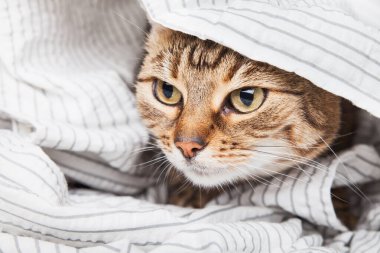 Çağdaş yatak odasında açık gri çizgili ceketli genç tekir kedi. Soğuk kış havasında kedi yavrusu dinleniyor ve battaniyede ısınıyor. Evcil hayvanlar ve bakım konsepti.