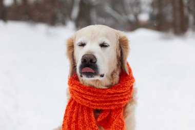 Kar üzerinde oturan kırmızı eşarp takan sevimli Golden Retriever köpeği. Soğuk hava, parkta kış. Hayvan bakımı ve refah konsepti.