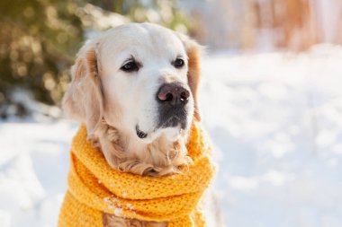 Sarı eşarp takmış, karda oturan sevimli Golden Retriever köpeği. Güneşli hava, parkta kış. Hayvan bakımı konsepti.