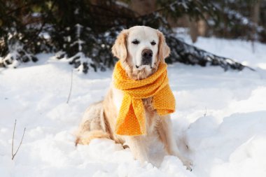 Sarı eşarp takmış, karda oturan sevimli Golden Retriever köpeği. Güneşli hava, parkta kış. Hayvan bakımı, refah ve yürüyüş konsepti.