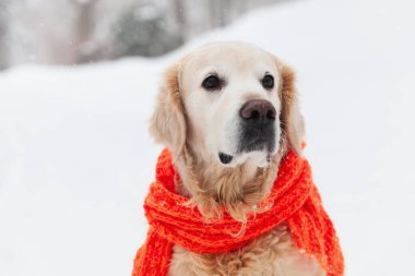 Kar üzerinde oturan kırmızı eşarp takan sevimli Golden Retriever köpeği. Soğuk hava, parkta kış. Hayvan bakımı ve refah konsepti.