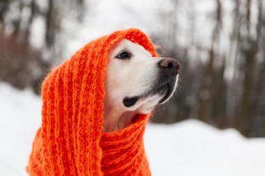 Kar üzerinde oturan kırmızı eşarp takan sevimli Golden Retriever köpeği. Soğuk hava, parkta kış. Hayvan bakımı ve refah konsepti.