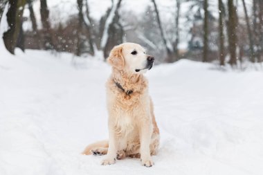 Havada uçan kar taneleriyle çevrili sevimli Golden Retriever dışarıda oturuyor.