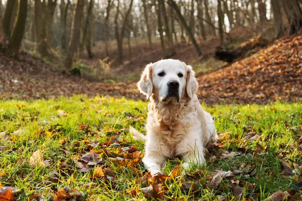 Güneşli Parkta Yeşillik Yapraklarla Uzanmış Golden Retriever Köpeği — Stok fotoğraf