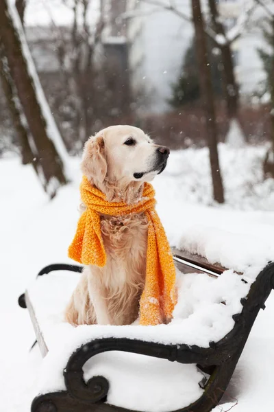 Sarı eşarp takmış, karda oturan sevimli Golden Retriever köpeği. Güneşli hava, parkta kış. Hayvan bakımı, refah ve yürüyüş konsepti.