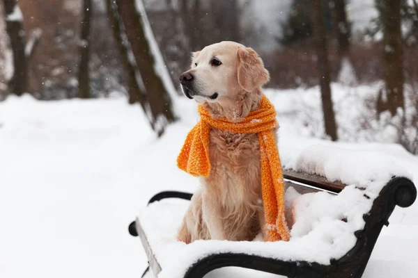 Sarı eşarp takmış, karda oturan sevimli Golden Retriever köpeği. Güneşli hava, parkta kış. Hayvan bakımı, refah ve yürüyüş konsepti.