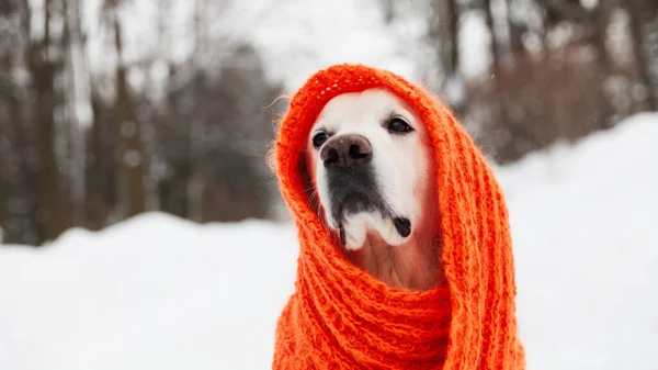 Rozkošný Zlatý Retrívrský Pes Červenou Šálou Sedící Sněhu Chladné Počasí — Stock fotografie