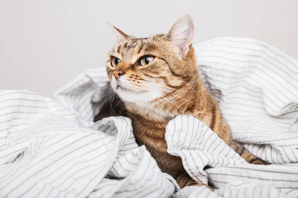 Çağdaş yatak odasında açık gri çizgili ceketli genç tekir kedi. Soğuk kış havasında kedi yavrusu dinleniyor ve battaniyede ısınıyor. Evcil hayvanlar ve bakım konsepti.