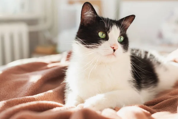 Aburrido Joven Negro Blanco Mestizo Gato Cuadros Contemporáneo Dormitorio Mascota — Foto de Stock