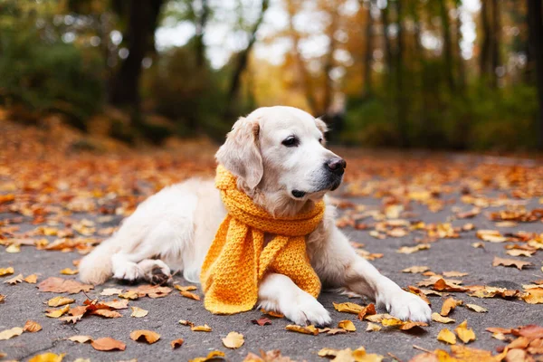 Golden Retriever Chien Écharpe Couché Sur Sol Avec Des Feuilles — Photo