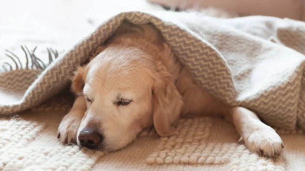 sleeping golden retriever dog covered with blanket