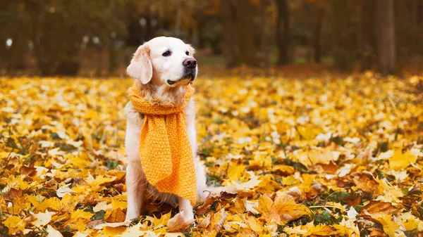 Eşarplı golden retriever köpeği. Etrafı sarı yapraklarla çevrili.