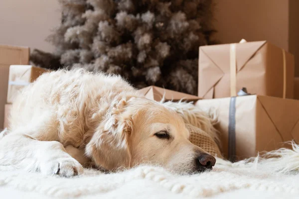 Bored Young Golden Retriever Dog Biege Plaid Eco Friendly Christmas — Stock Photo, Image