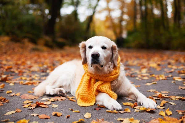 Eşarplı Golden Retriever Köpeği Yere Düşmüş Yapraklarla Uzanıyor — Stok fotoğraf