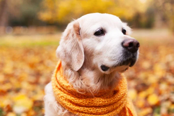 Gros Plan Golden Retriever Chien Écharpe — Photo