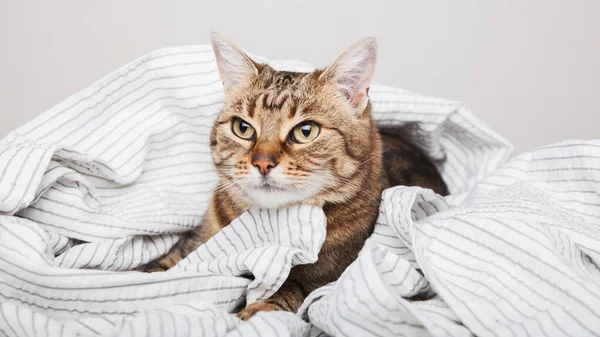 Mladý Tabby Smíšené Plemeno Kočka Světle Šedé Pruhované Kabát Moderní — Stock fotografie
