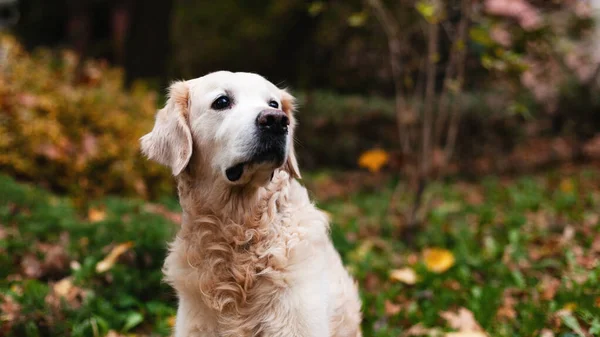Close Shot Golden Retriever Dog Outdoors — Stock Photo, Image
