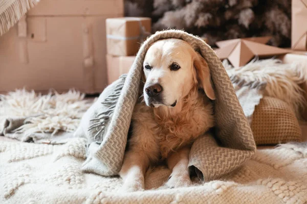 Adorable Young Golden Retriever Dog Biege Gray Plaid Eco Friendly — Stock Photo, Image