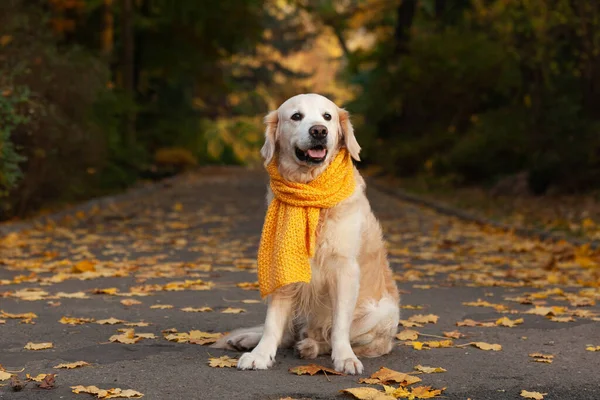 Golden Retriever Cão Vestindo Lenço Amarelo Natureza Outono Parque Conceito — Fotografia de Stock