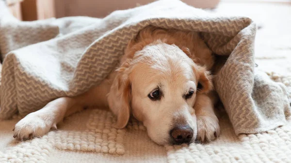 Adorable Retriever Dog Covered Plaid Lying Carpet Looking Away — Stock Photo, Image