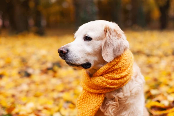 Arka Planda Yaprakları Dökülmüş Golden Retriever Köpeğinin Yan Görüntüsü — Stok fotoğraf
