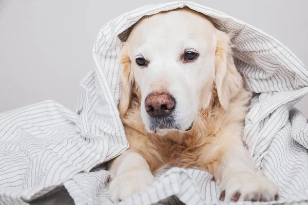 Adorable Retriever Dog Covered Sheets — Stock Photo, Image