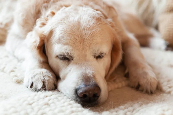 Golden Retriever Perro Durmiendo Alfombra Primer Plano Disparo — Foto de Stock