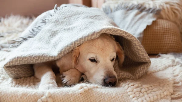 Açık gri ekose altında sıkılmış genç Golden Retriever köpeği. Soğuk kış havasında evcil hayvanlar battaniyenin altında ısınır. Evcil hayvanlar ve bakım. Hygge konsepti.