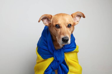 Kırmızı melez köpek Ukrayna mavi ve sarı bayrakları desteğe ihtiyaç duyar. Sosyal reklamcılık. Evcil hayvan mültecileri konsepte yardım eder.