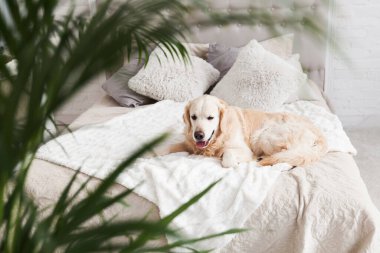 En büyük boy yatağı ve yeşil tropikal bitkileri olan, lüks, parlak renkli, klasik eklektik tarzı yatak odası olan köpek yavrusu Golden retriever. Evcil hayvan dostu otel ya da ev odası.
