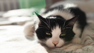 Beautiful calming black and white green eyes  cat lying on linen in modern bedroomand basks in the sun rays. Pets care and adoption consept. clipart