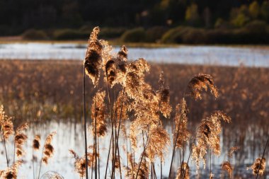 Gölde ya da nehirde otlar. Altın sazlıklar rüzgârda sallanıyor. Su ve ormana karşı. Soyut doğal ekolojik arka plan. Tarafsız renklerle güzel bir desen. Seçici odak.