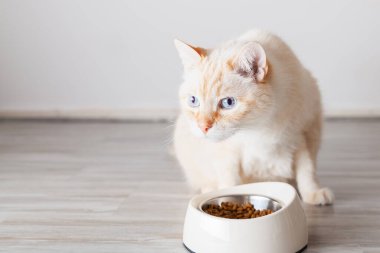 Beyaz kaseden yemek yiyen bej mavisi gözlü kedi. Hayvan bakımı konsepti.