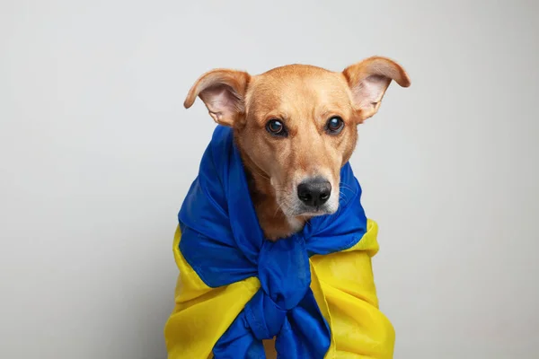 Red mixed breed dog covers Ukrainian blue and yellow flags need support. Social advertising. Pets refugees help concept.