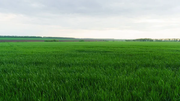 Campos Verdes Agricultura Joven Nubes Blancas Del Amanecer Cielo Día — Foto de Stock