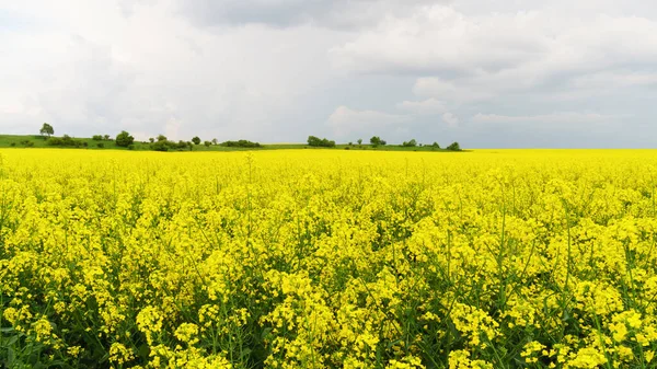 Zelená Žlutá Řepka Květiny Pole Bílé Mraky Modré Obloze Letním — Stock fotografie