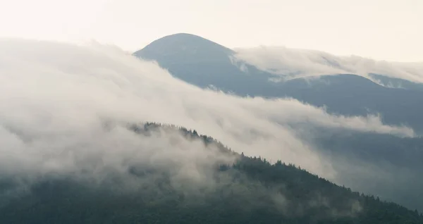 Nebbia Foresta Montagna Nebbioso Paesaggio Pineta Nella Valle Della Campagna — Foto Stock